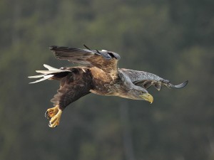 Seeadler (Foto: R. Lodzig)