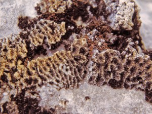 Die herausgewitterte verkieselte Koralle Microphyllia.