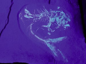 Knochenfisch der Gattung Tischlingerichthys unter UV-Licht.
