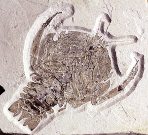 Krebs Cyclerion spinimanus aus der Mörnsheim-Formation von Mühlheim.