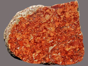 Stein mit Bryozoen und Muschelresten.