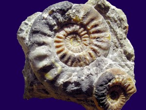 Der Ammonit Caloceras posttorus Lange.