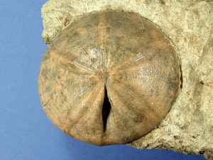 Ein "Fazieshandstück" mit einem auf Gestein belassenen Conoclypus plotii, Durchmesser des Seeigels ca. 8 cm.