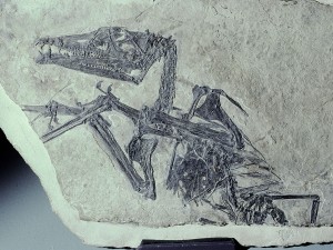 Der Holotypus von Eudimorphodon ranzii, Schädellänge 9 cm.