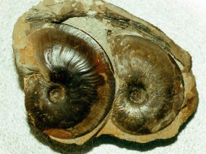 Platylenticeras heteropleurum, Größe des linken Exemplars 5,2 cm.
