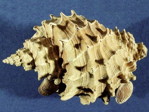 Solatia piscatoria (3,8 cm) mit gut erhaltener Bestachelung und aufsitzenden kleinen Muscheln.