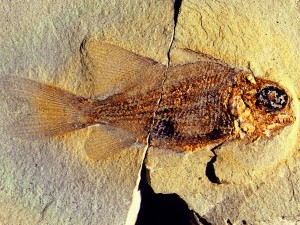Der Fisch Dipteronotus, Länge 35 mm.