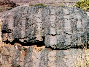 In Namibia sind Stromatolithen zu hoch aufragenden Mauern emporgewachsen.