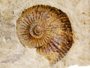 Ammonit Garantiana sp., Durchmesser 6 cm.