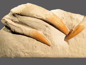 Drei Zähne von Elasmosaurus sp., Länge des größten Zahns 47 mm.