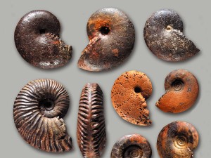 Ammoniten aus dem Valanginiummergel.