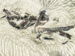 Skelett eines Pachypleurosauriers aus dem Muschelkalk der Niederlande.
