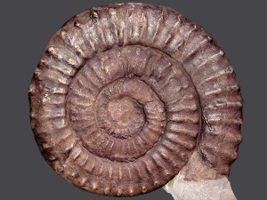 Apoderoceras nodogigas, taylori-Subzone, Durchmesser 27 cm.