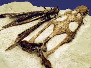 Schädel und Unterkiefer von Nothosaurus winterswijkensis Albert & Rippel 2003, Länge 14 cm.