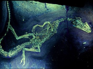 Juravenator, der vollständigste und am besten erhaltene Raubdinosaurier Europas.