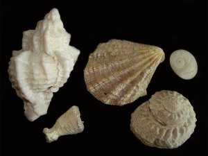 Schnecken: Hexaplex rudis (5,8 cm), Bolma rugosa mit Operculum; Muschel, Koralle unbestimmt.