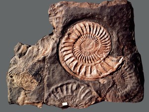 Gro0e Ammoniten in flachgepresster Schalenerhaltung auf einer Platte aus dem Unterlias.