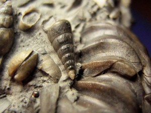 Auf einem deformierten Ammoniten wurden eine doppelklappige Muschel und eine 8 mm große Levipleura blainvillei (v. Münster, 1844) abegelagert.
