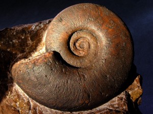 Simonyceras simonyi (Fr. v. Hauer), Durchmesser 75 mm.