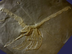 Die Asselspinne Palaeoisopus problematicus aus dem Hunsrückschiefer.