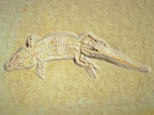 Die Eidechse Ardeosaurus brevipes aus dem Solnhofener Plattenkalk von Eichstätt, Länge 17,5 cm.