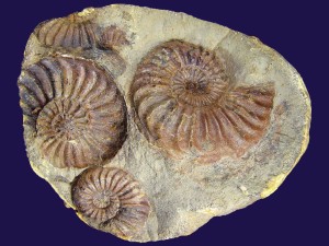 Knolle mit Ammoniten der Gattung Pleuroceras.