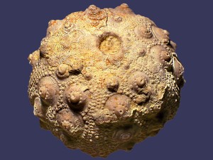 Fast vollständig erhaltenes Exemplar von Hemicidaris langrunensis Cotteau, Durchmesser 2,5 cm.