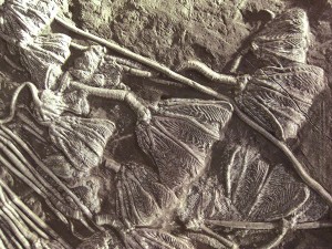 Ausschnitt aus einer Seelilienplatte im Museum des Nationalparks Guanling.