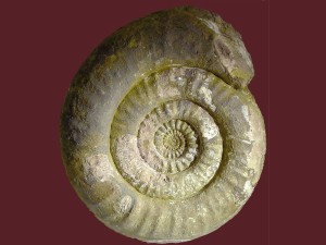Der Ammonit Sunrisites hadroptychum Wähner, Durchmesser 20 cm.