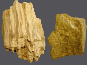 Fossile Laubhölzer von Prielhof (links) und Ochsenfeld (rechts).