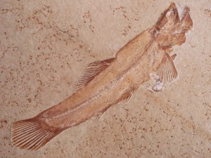 Der "Besenfisch" Solnhofenamia elongata Grande & Bemis, 18 cm lang.