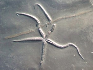 Der Seestern Urasterella asperula.