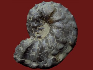 Ceratites praenodosus (Wenger), Durchmesser 9,5 cm.