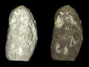 Scanbilder des Koprolithen, links Oberfläche, rechts Röntgenbild.
