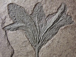 Präparierte Krone der Seelilie Seirocrinus subangularis.