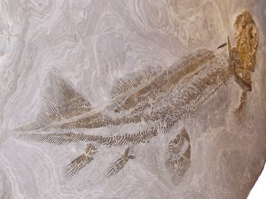 Perfekt erhaltenes Exemplar des Hais Lebachacanthus pollichiae aus dem Unterperm.